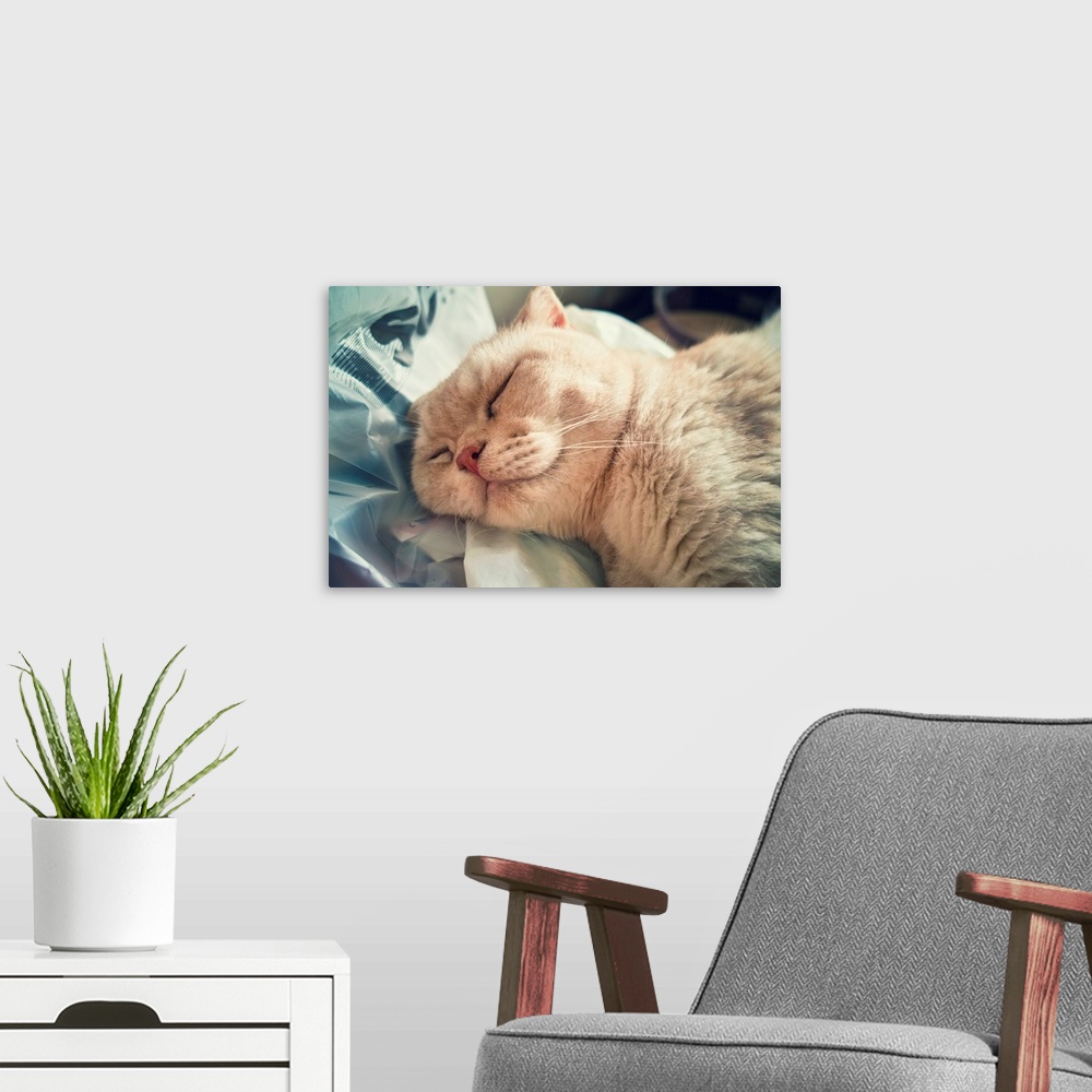A modern room featuring Close up of sleeping cat.