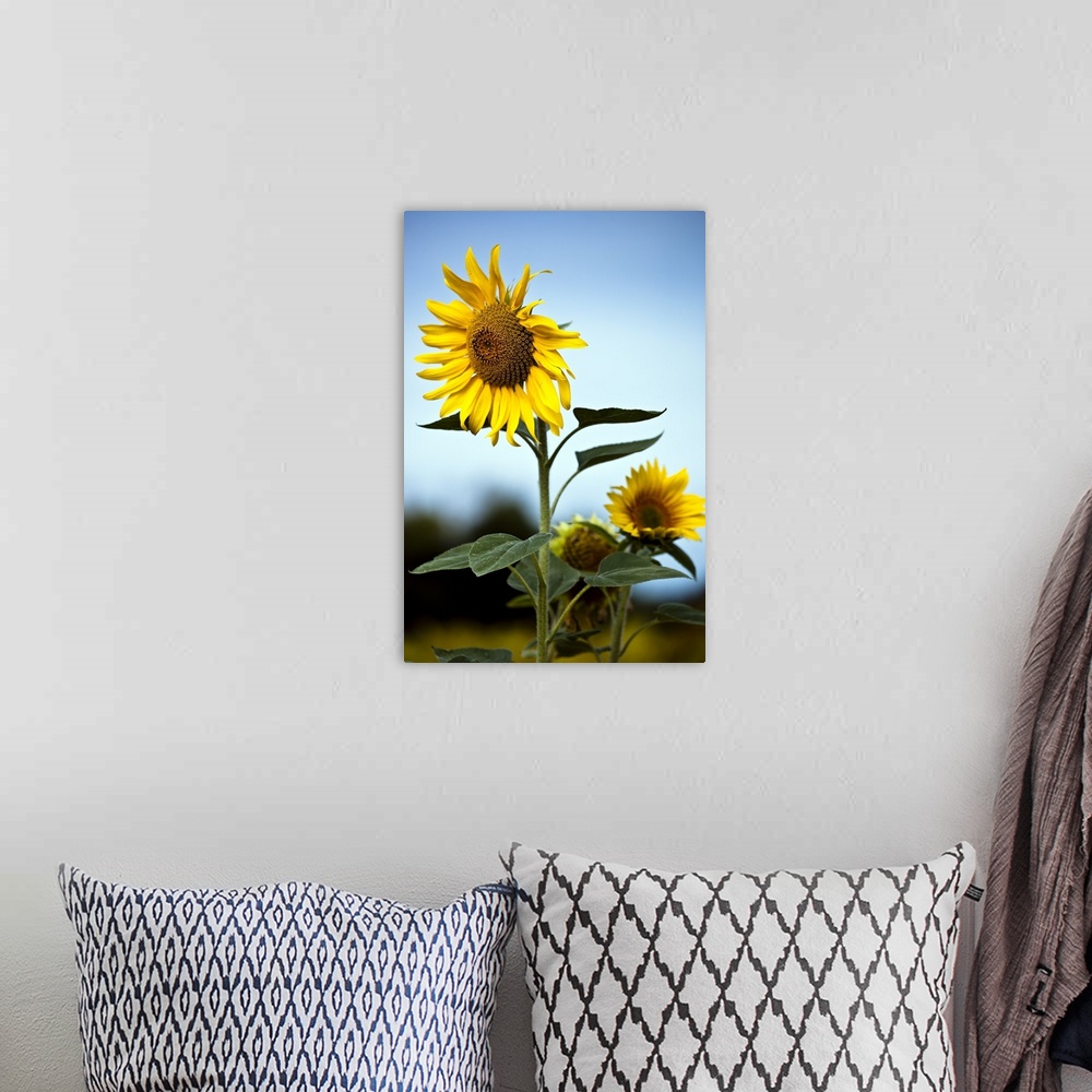 A bohemian room featuring Close up of sunflowers.