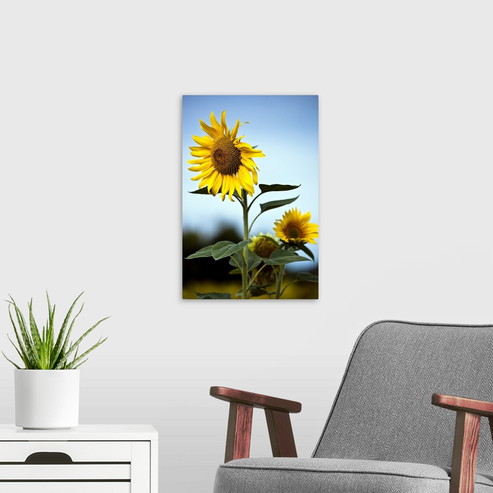 A modern room featuring Close up of sunflowers.