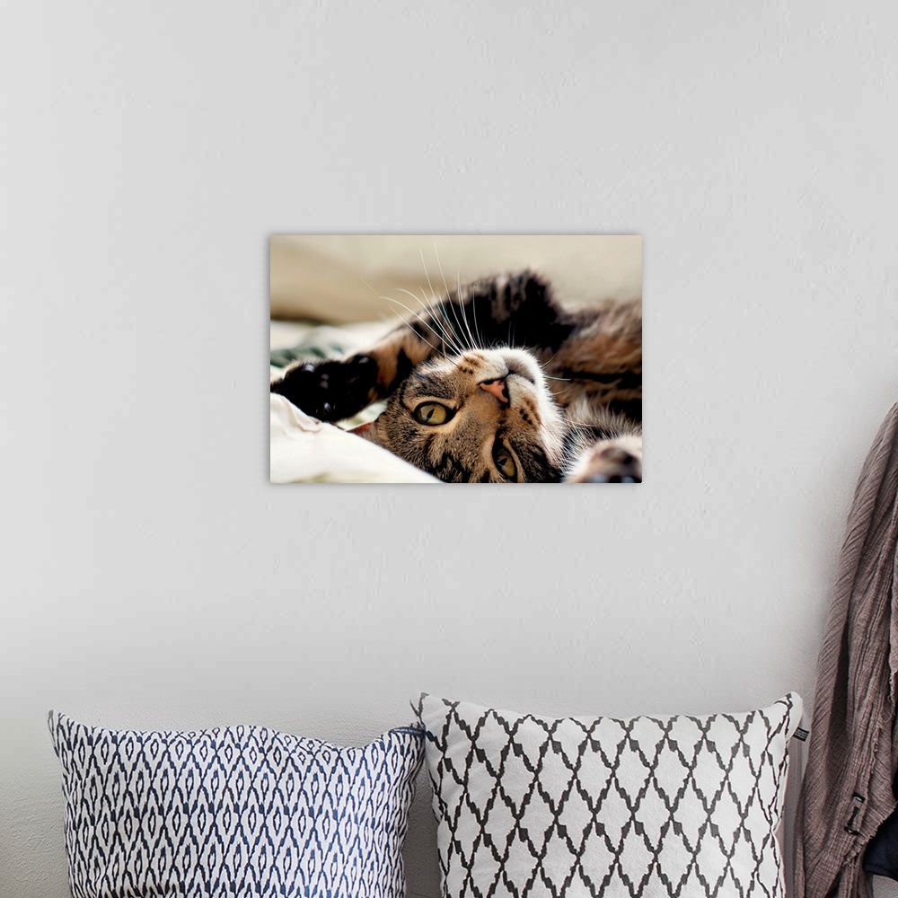 A bohemian room featuring Close up of tabby cat rolling on its back.