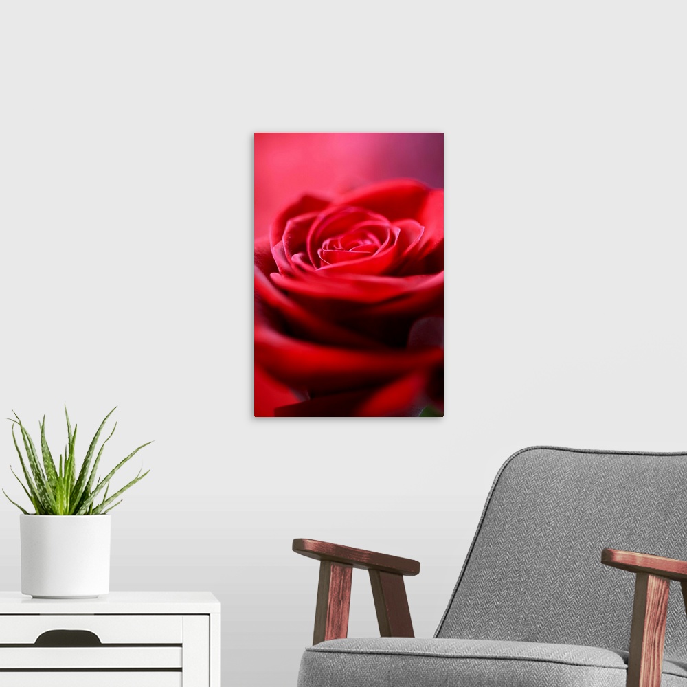 A modern room featuring A macro, close up of the interior of a Red Rose, created with a background of red Thai Silk.