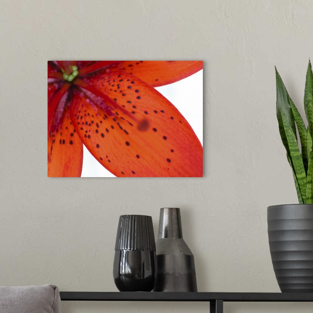 A modern room featuring Close-up of Tiger lily