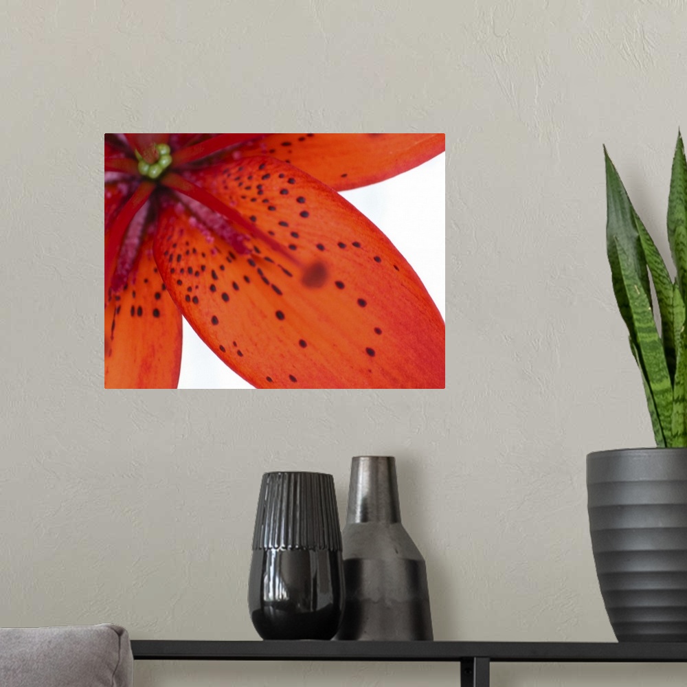 A modern room featuring Close-up of Tiger lily