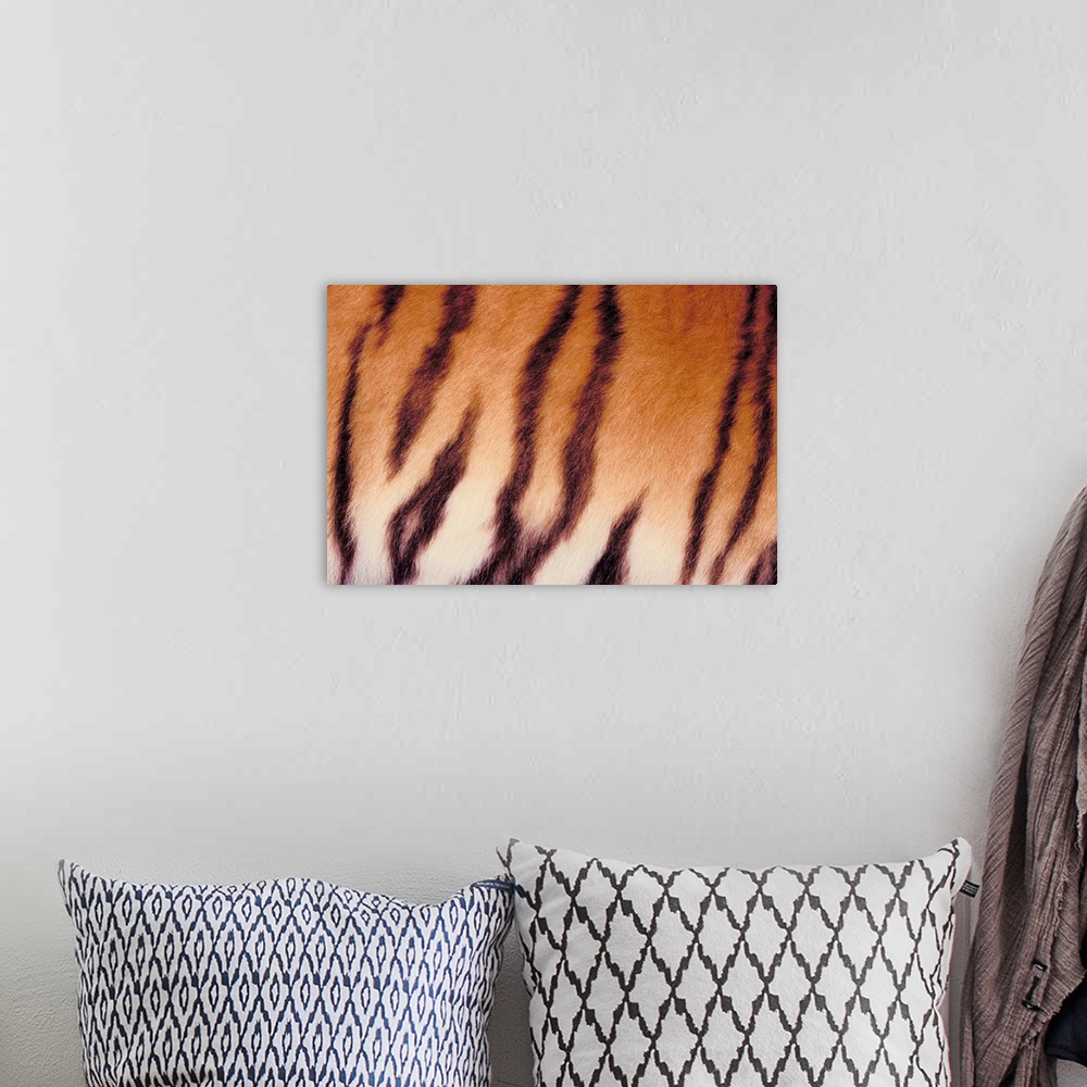 A bohemian room featuring Close-up of tiger stripes