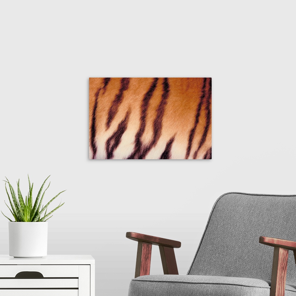 A modern room featuring Close-up of tiger stripes