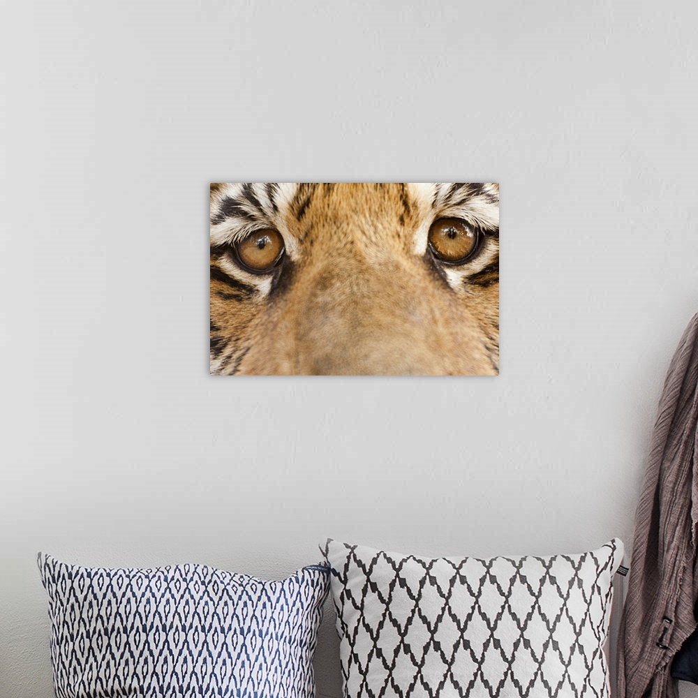 A bohemian room featuring Close-up of Tiger's eyes
