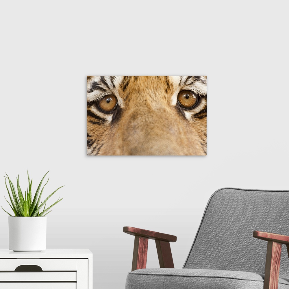A modern room featuring Close-up of Tiger's eyes
