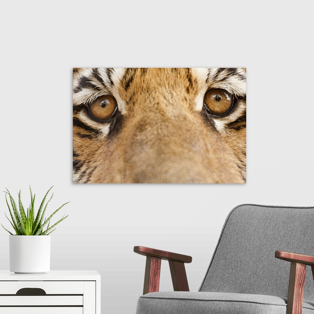 A modern room featuring Close-up of Tiger's eyes