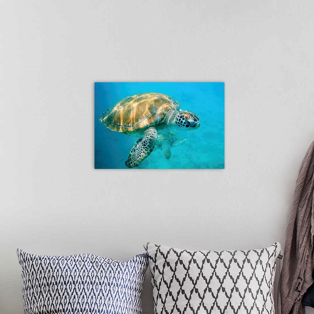 A bohemian room featuring Close up of two sea turtles in Caribbean, Barbados, West Indies.
