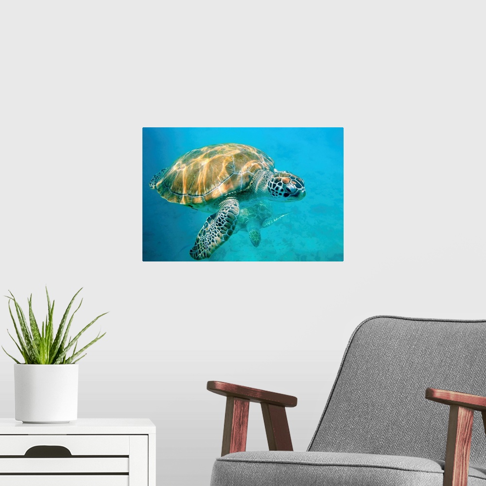 A modern room featuring Close up of two sea turtles in Caribbean, Barbados, West Indies.