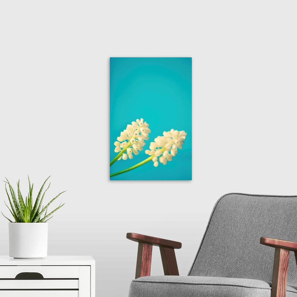 A modern room featuring Close up of two white muscari flowers on bright light blue background.