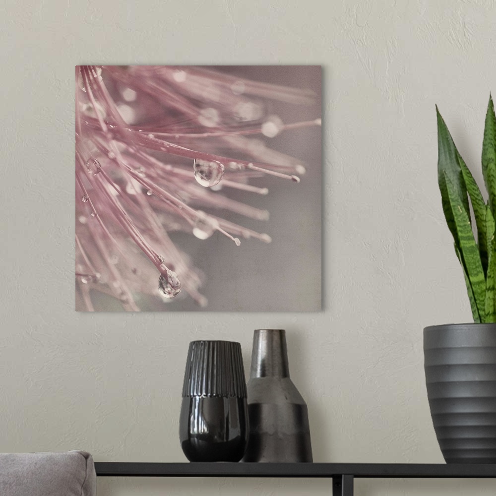 A modern room featuring Close up of water drops on pink flower.