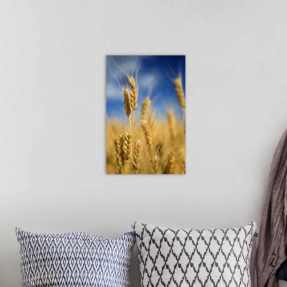 A bohemian room featuring Close-up of wheat stalks