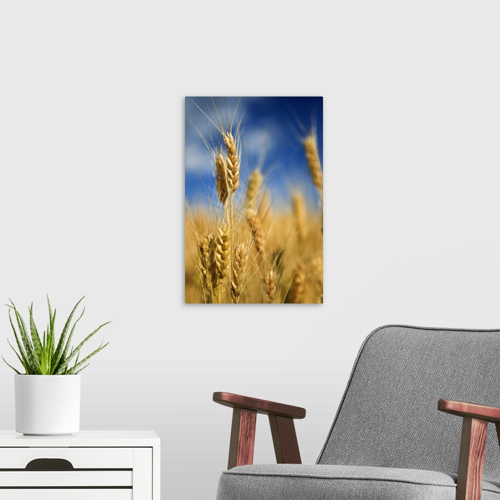 A modern room featuring Close-up of wheat stalks