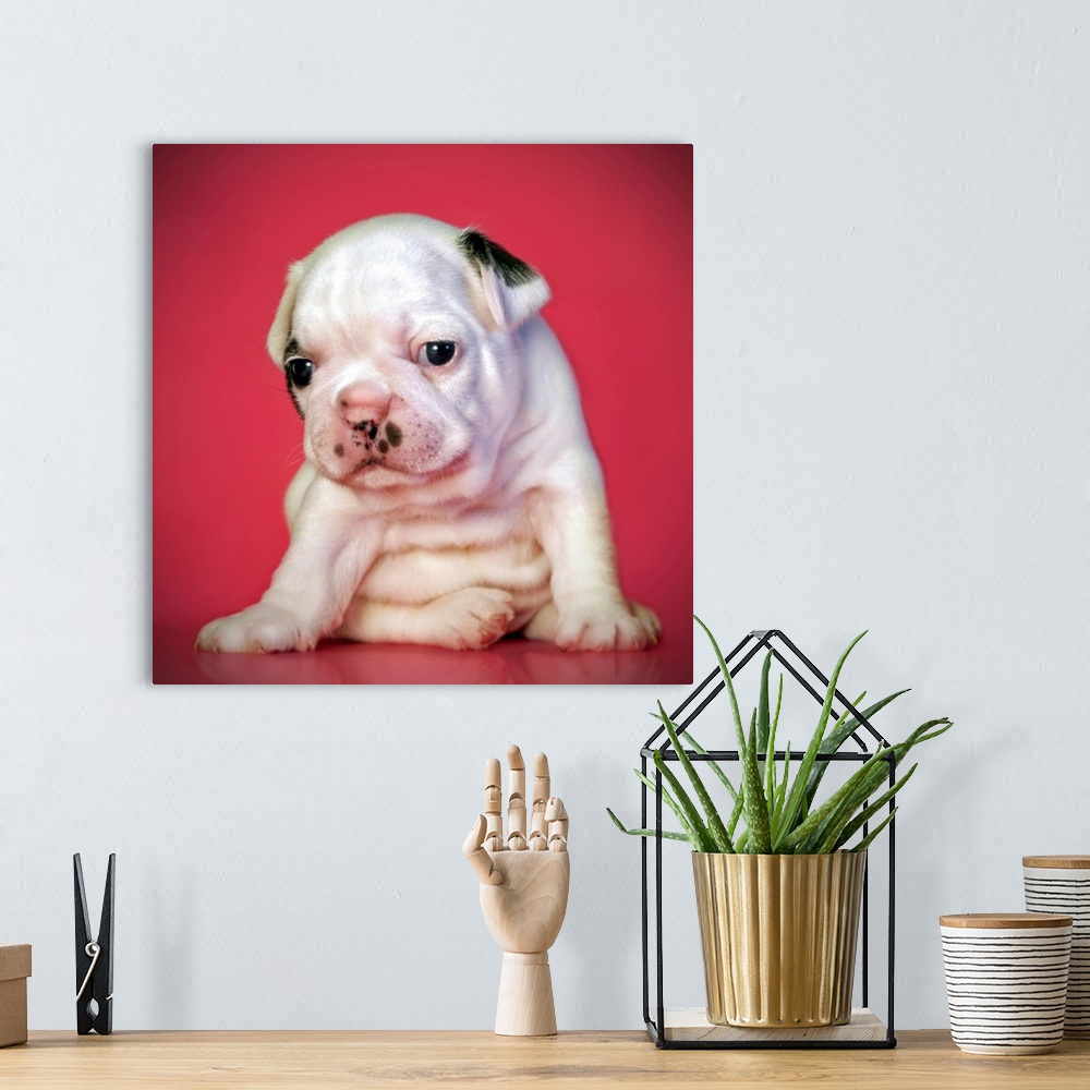 A bohemian room featuring Close up of white bulldog puppy sitting on pink background.