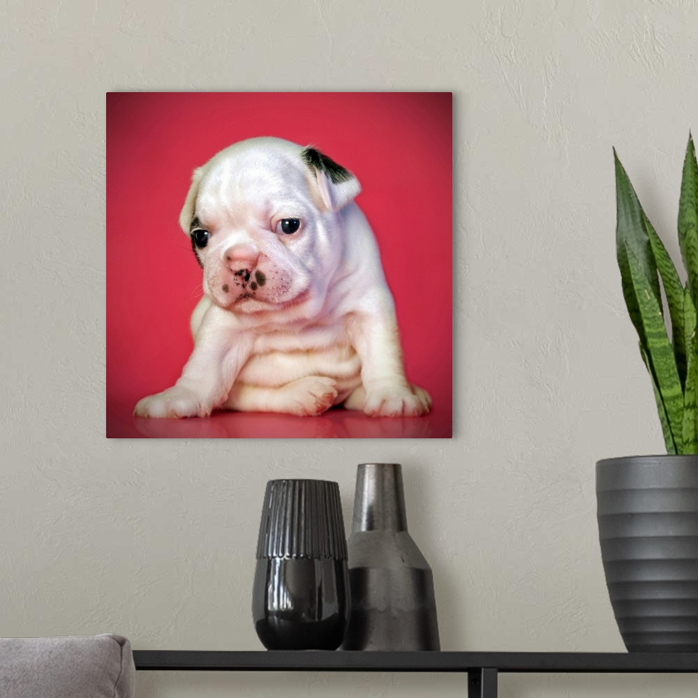 A modern room featuring Close up of white bulldog puppy sitting on pink background.
