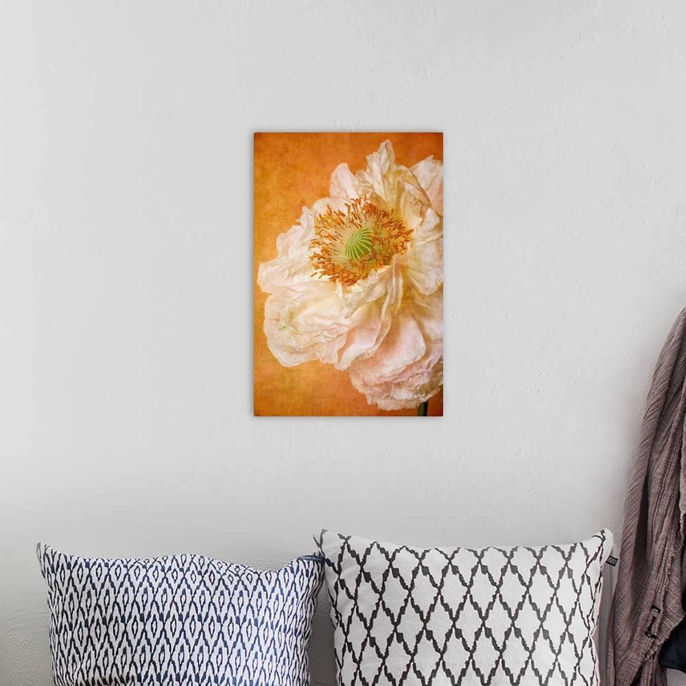 A bohemian room featuring Close up of white, double petaled poppy.