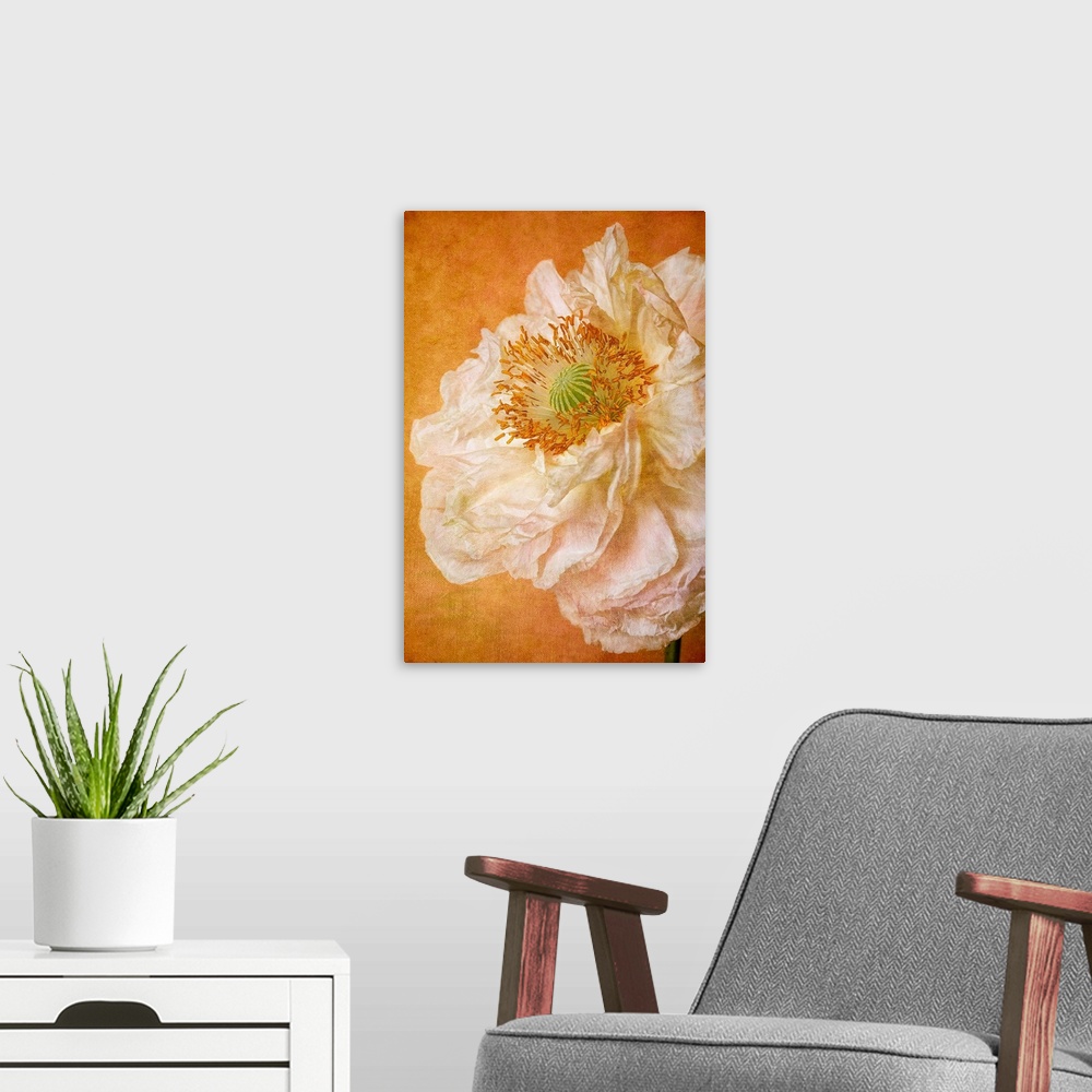 A modern room featuring Close up of white, double petaled poppy.