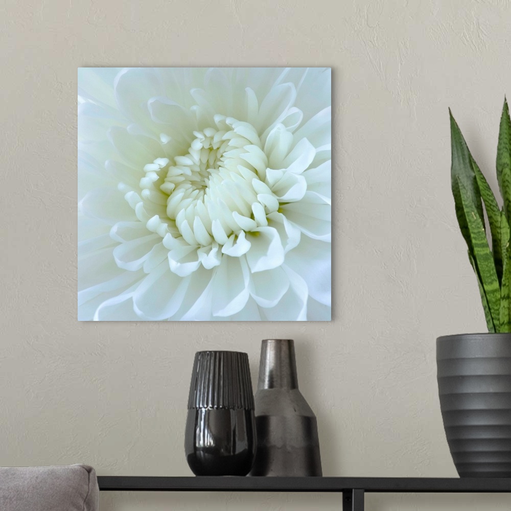 A modern room featuring Close-Up Of White Flower