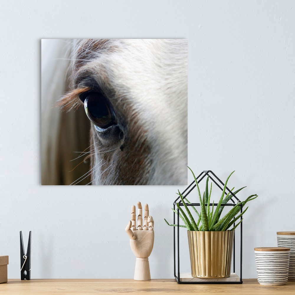 A bohemian room featuring Up-close photograph of horse's eye.