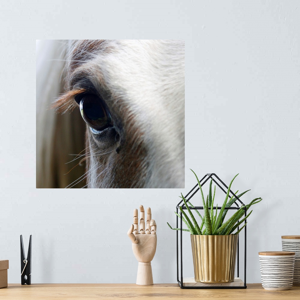A bohemian room featuring Up-close photograph of horse's eye.