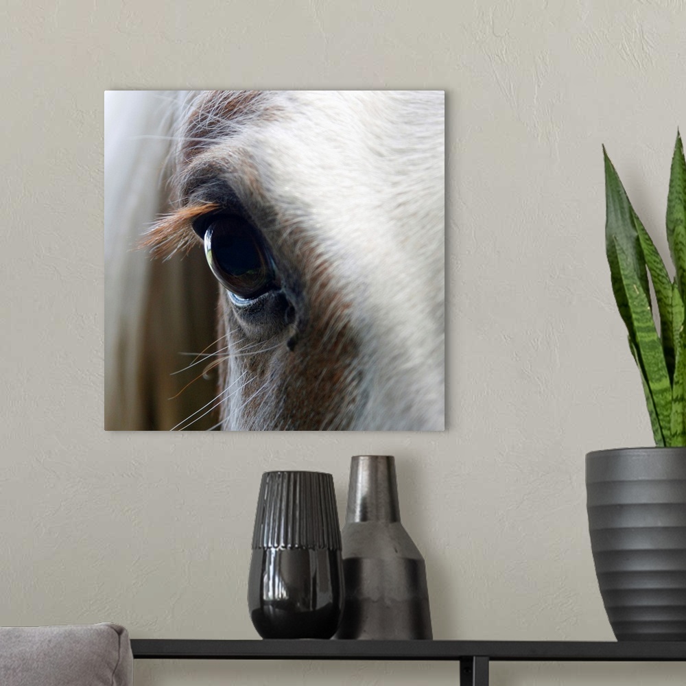 A modern room featuring Up-close photograph of horse's eye.