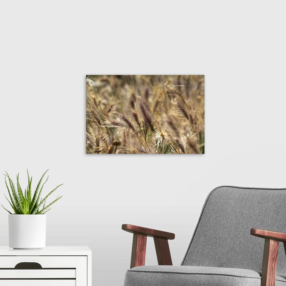 A modern room featuring Latin name: Triticum sp. Most important grain crop grown in temperate regions. Cultivated for use...