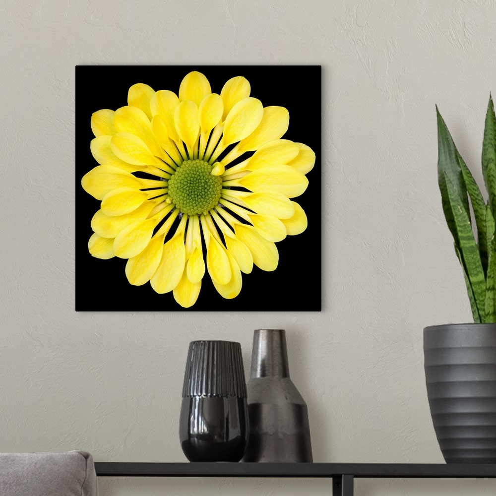 A modern room featuring Mums/Chrysanths - Close-up of Yellow Chrysanthemum