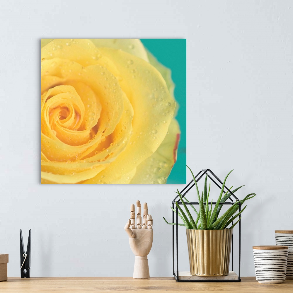 A bohemian room featuring Close up of yellow rose.