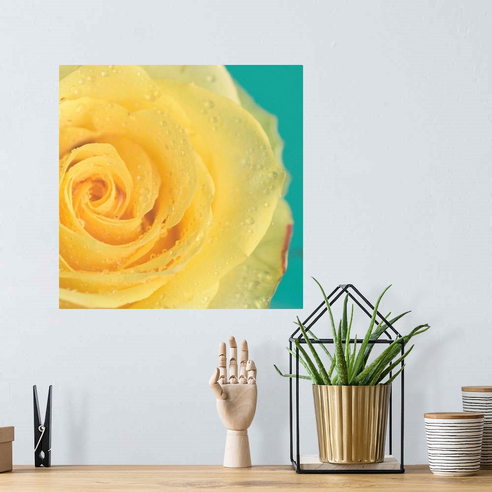 A bohemian room featuring Close up of yellow rose.