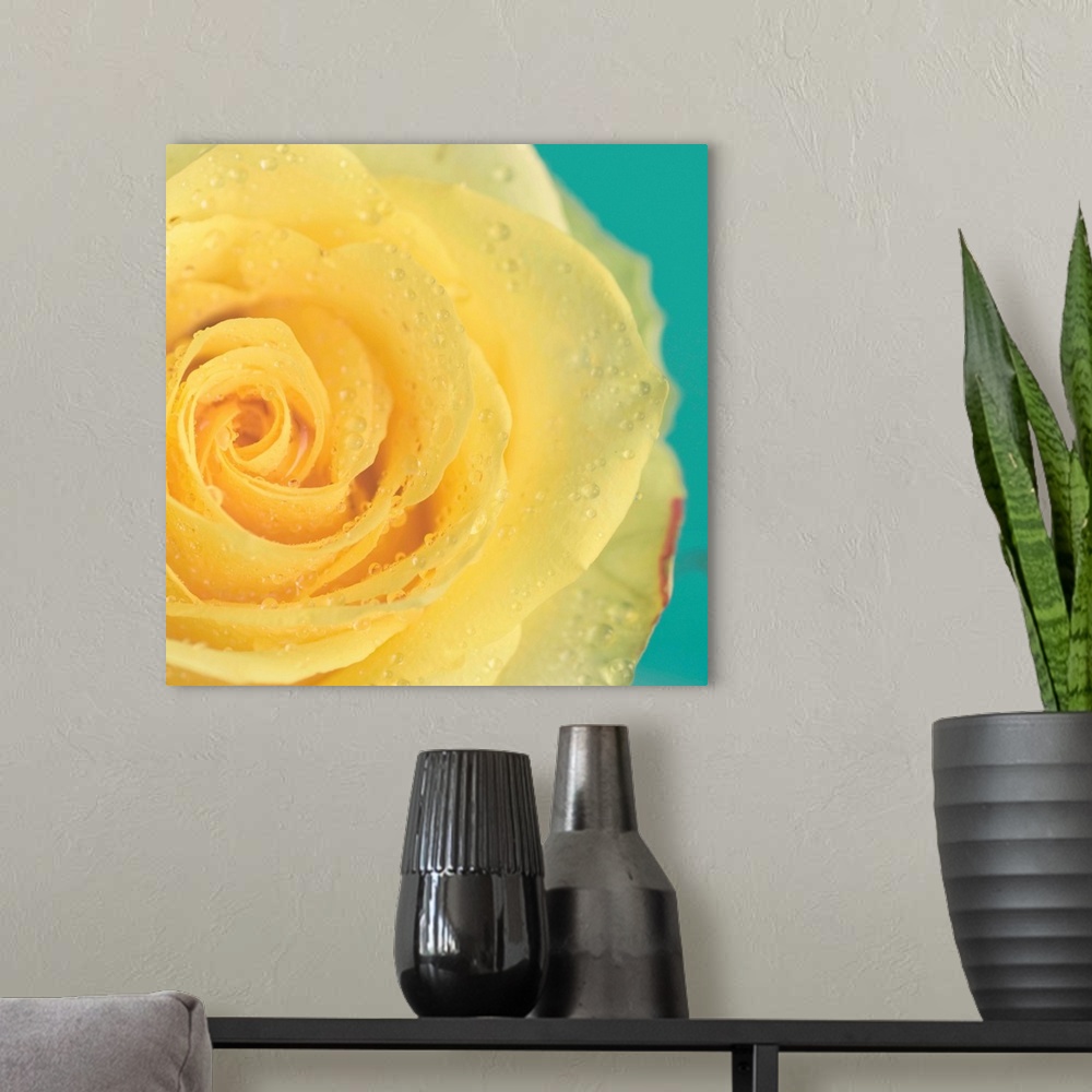 A modern room featuring Close up of yellow rose.