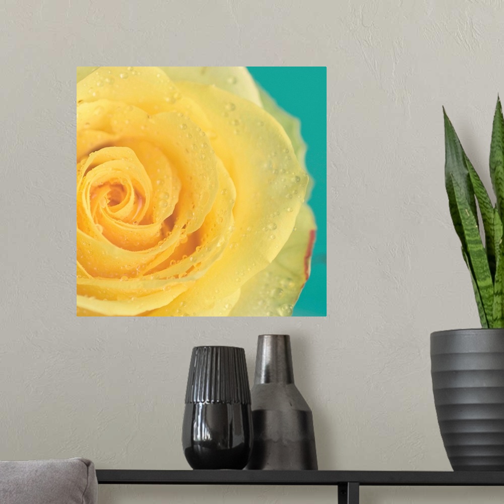 A modern room featuring Close up of yellow rose.