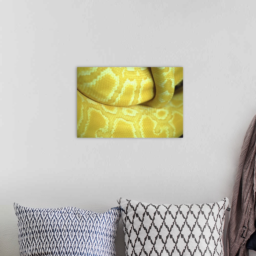 A bohemian room featuring Close up of yellow snake