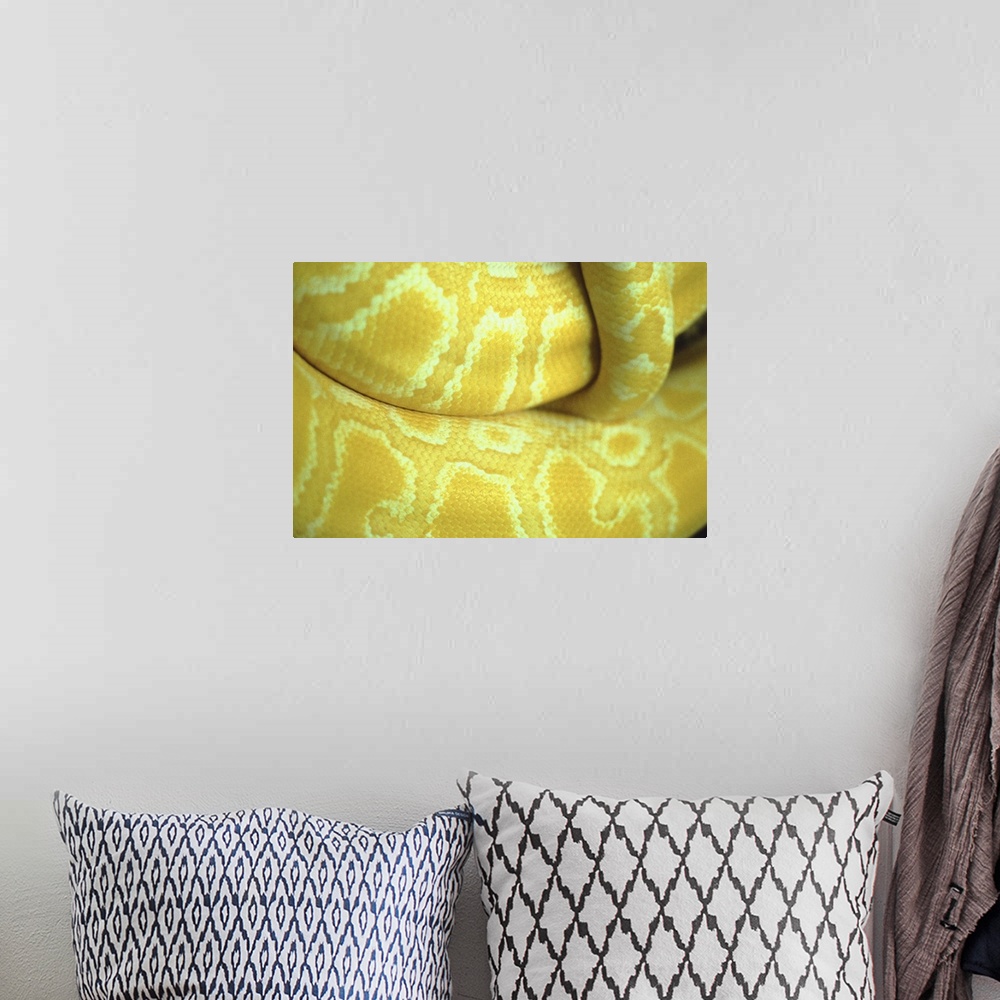 A bohemian room featuring Close up of yellow snake