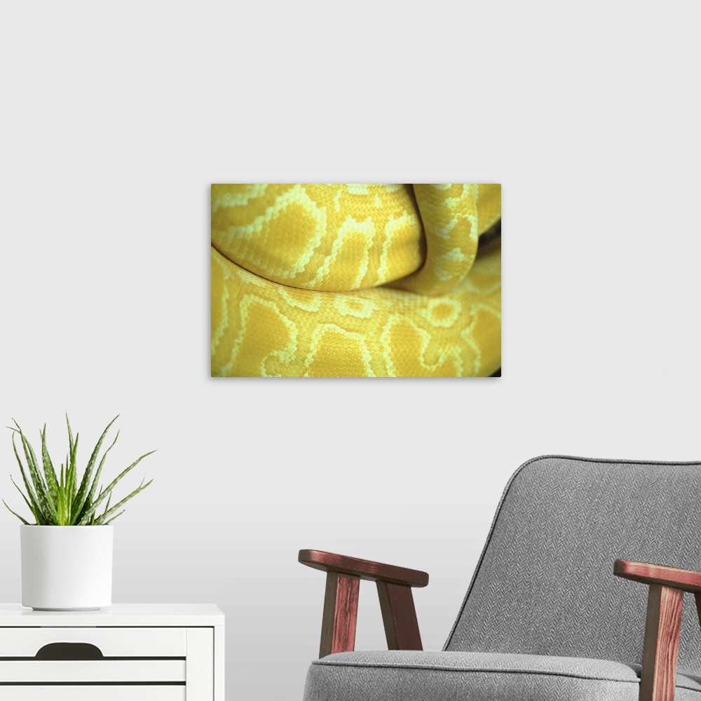 A modern room featuring Close up of yellow snake
