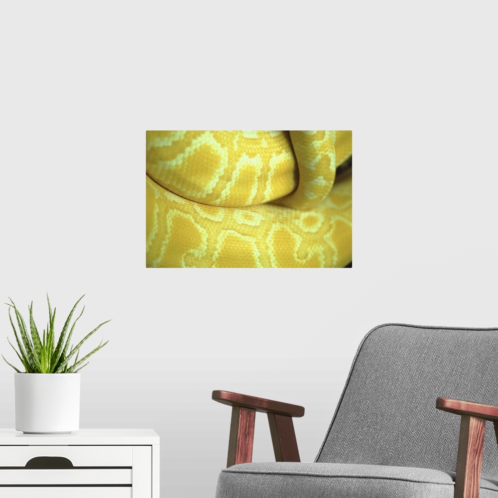A modern room featuring Close up of yellow snake