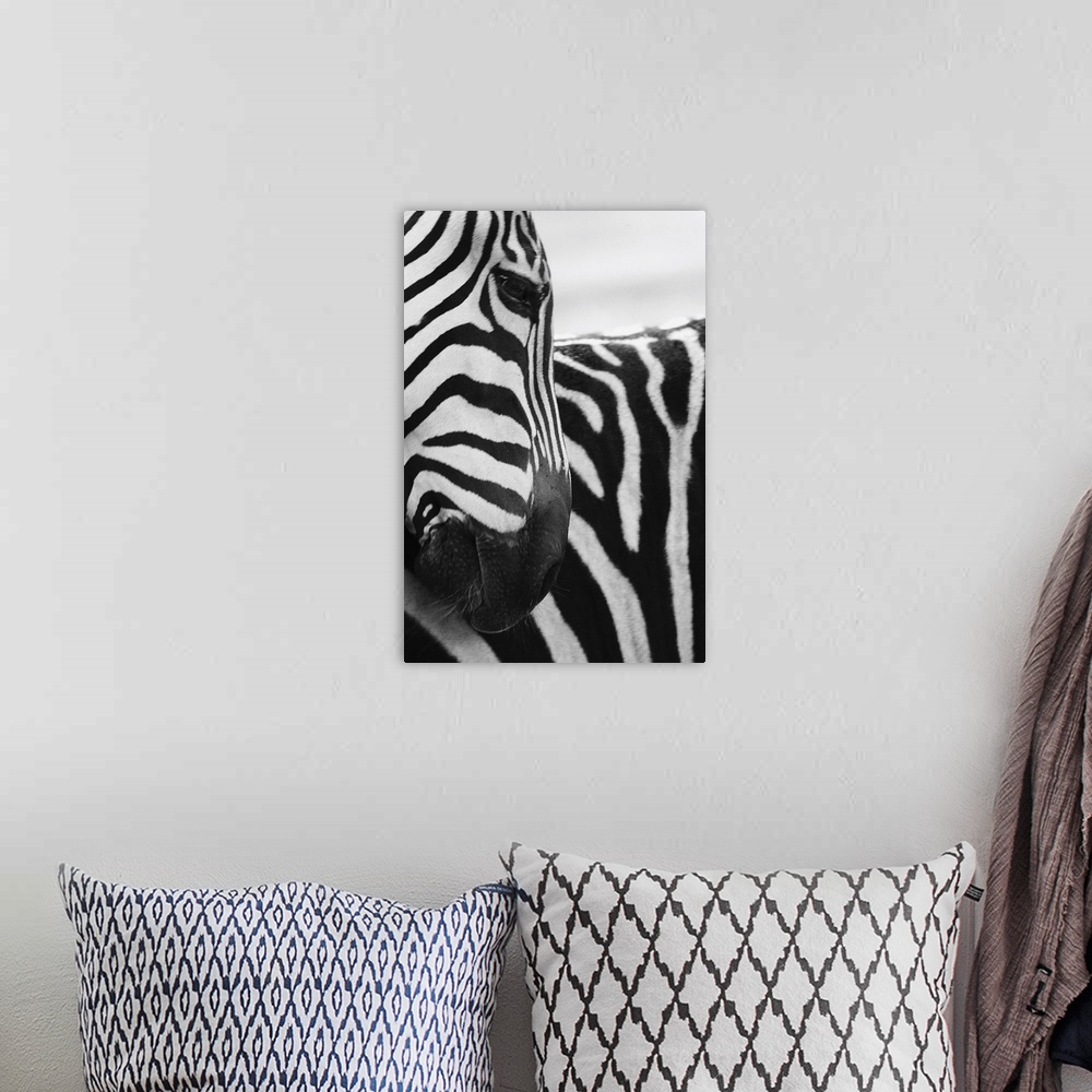 A bohemian room featuring Close-up of zebra face and shoulder