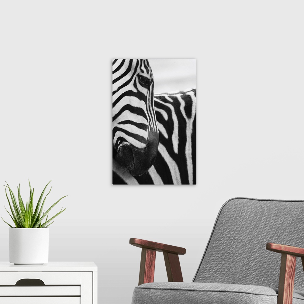 A modern room featuring Close-up of zebra face and shoulder