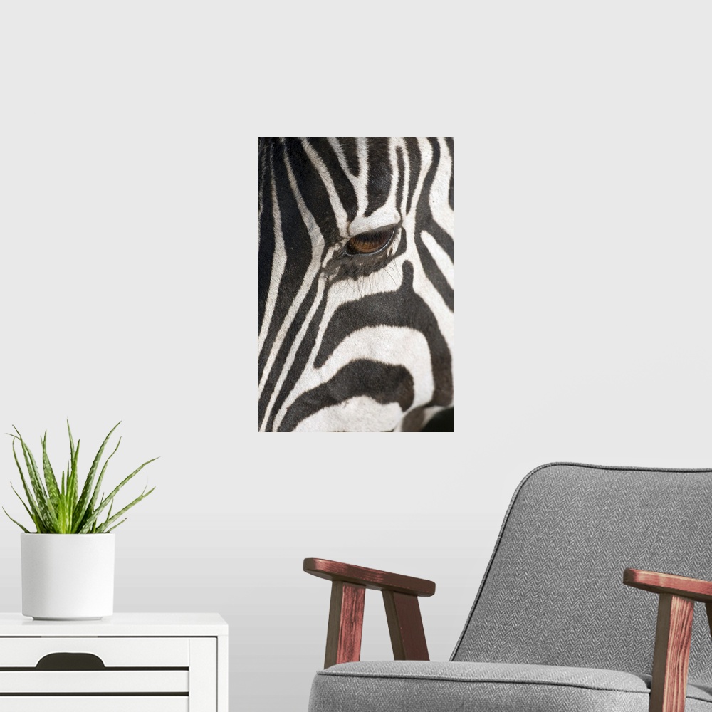 A modern room featuring A photograph is taken closely of just one eye on a Zebra.