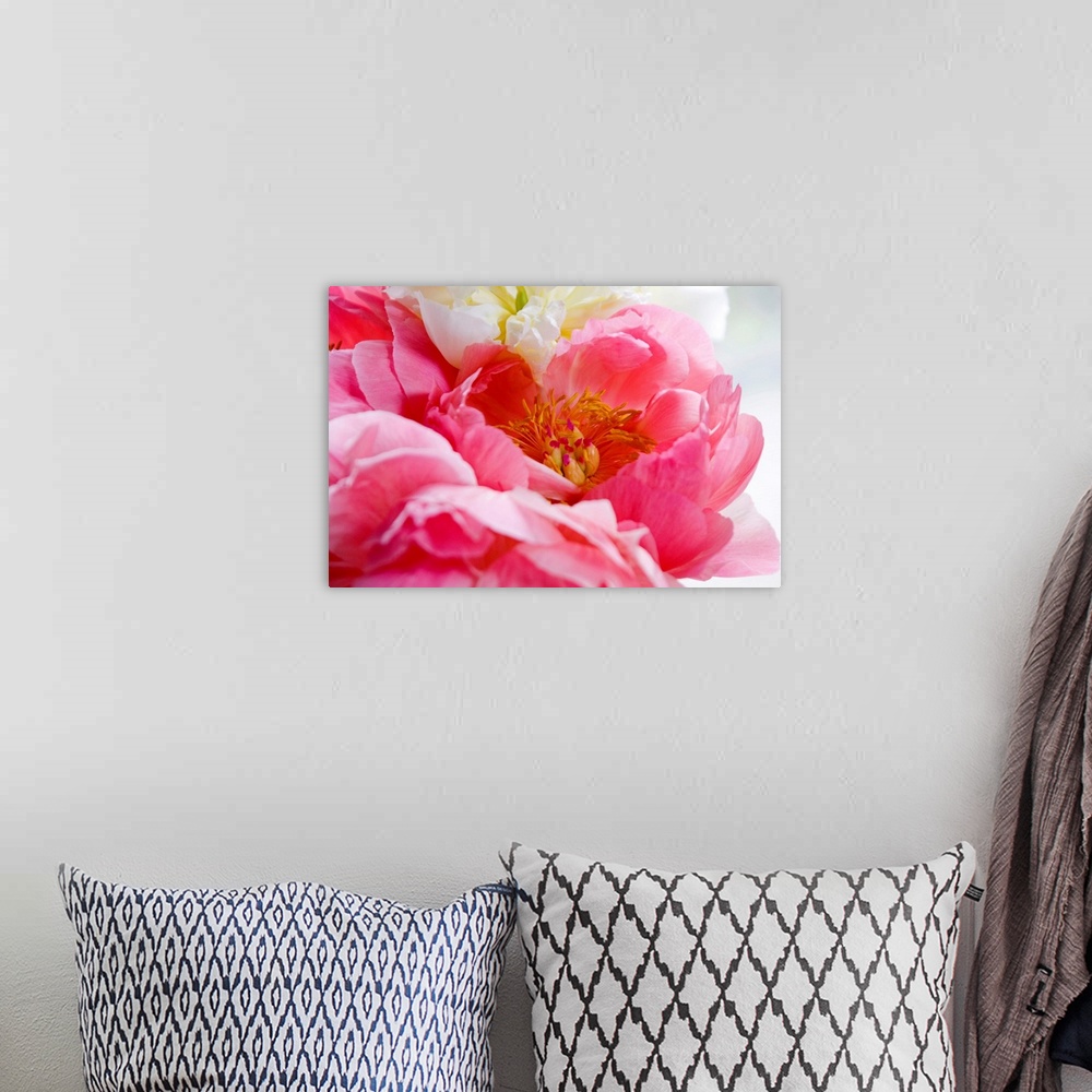 A bohemian room featuring Extreme close up photograph of a pink peony flower bloom. Stamens, stigmas, pistils, styles, and ...