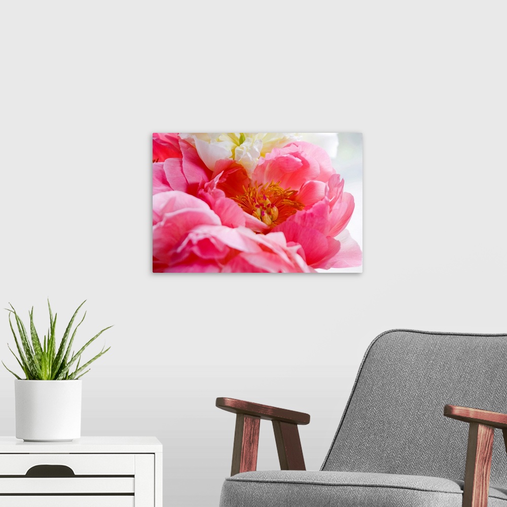 A modern room featuring Extreme close up photograph of a pink peony flower bloom. Stamens, stigmas, pistils, styles, and ...