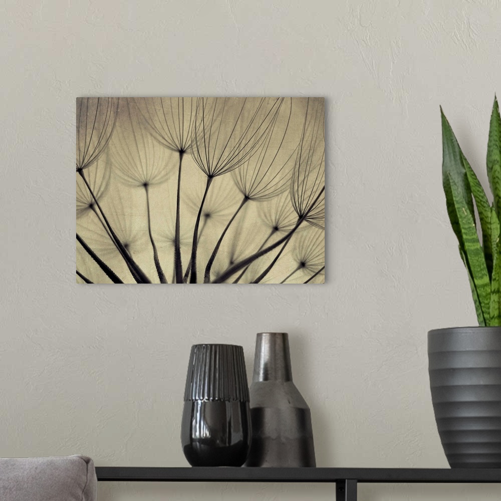 A modern room featuring close up shot of dandelion seeds.