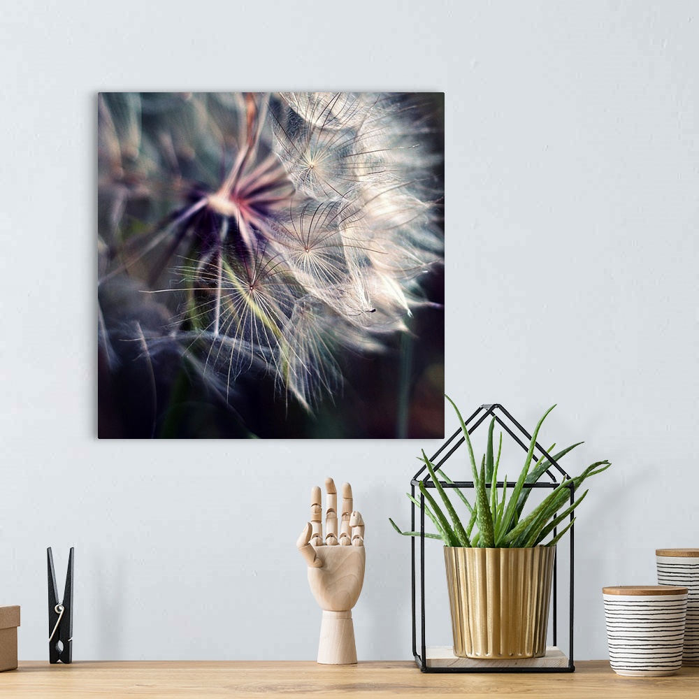 A bohemian room featuring Close up shot of large dandelion.