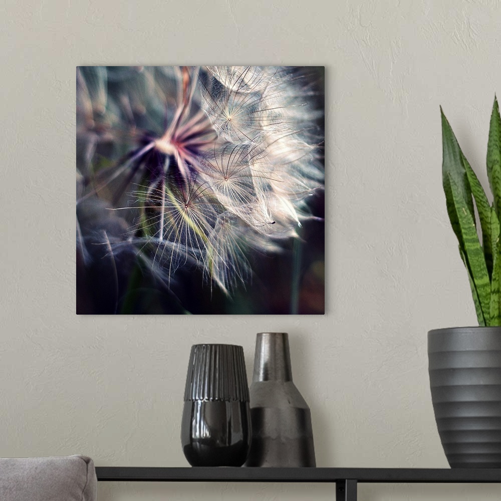 A modern room featuring Close up shot of large dandelion.