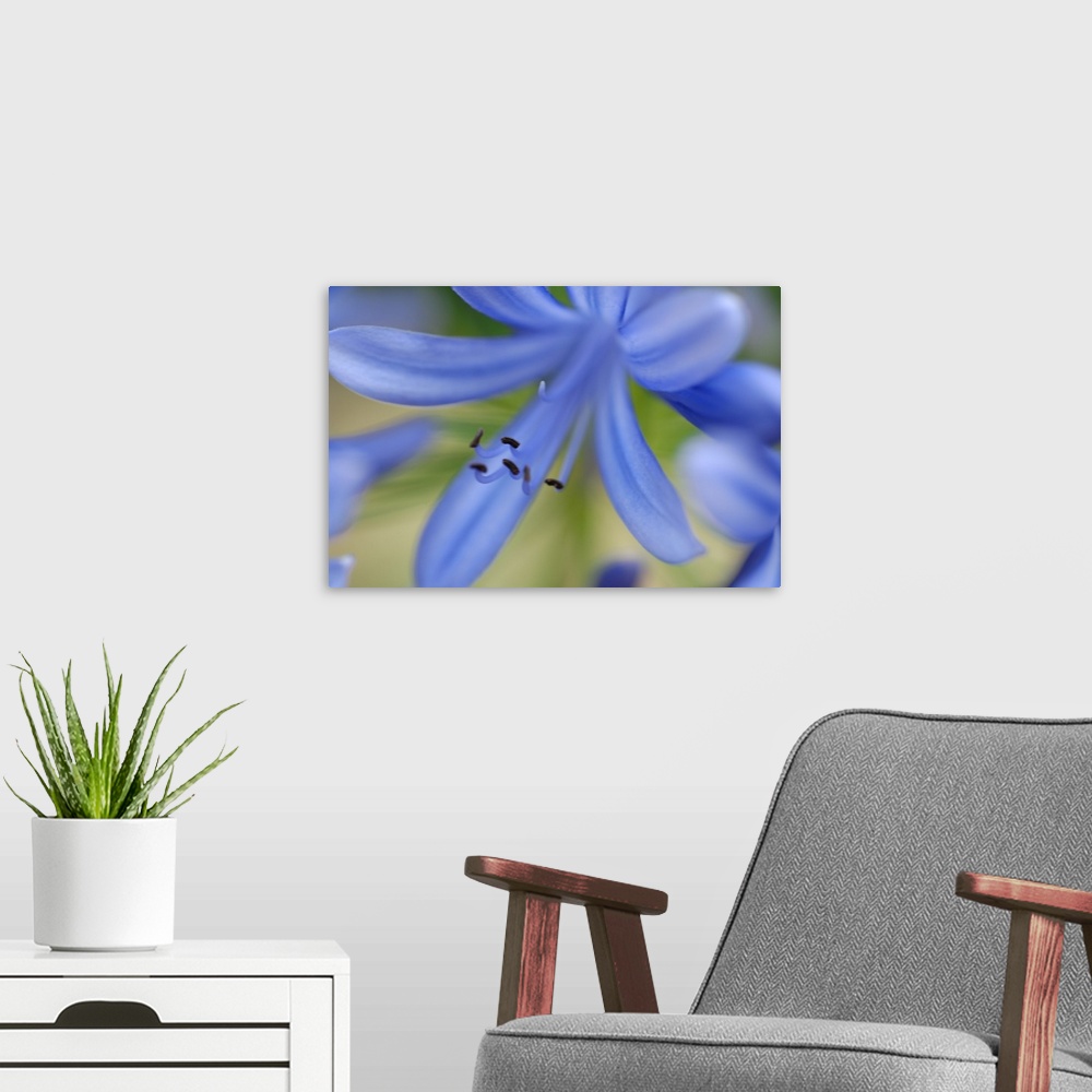 A modern room featuring Close-up shot of purple flower