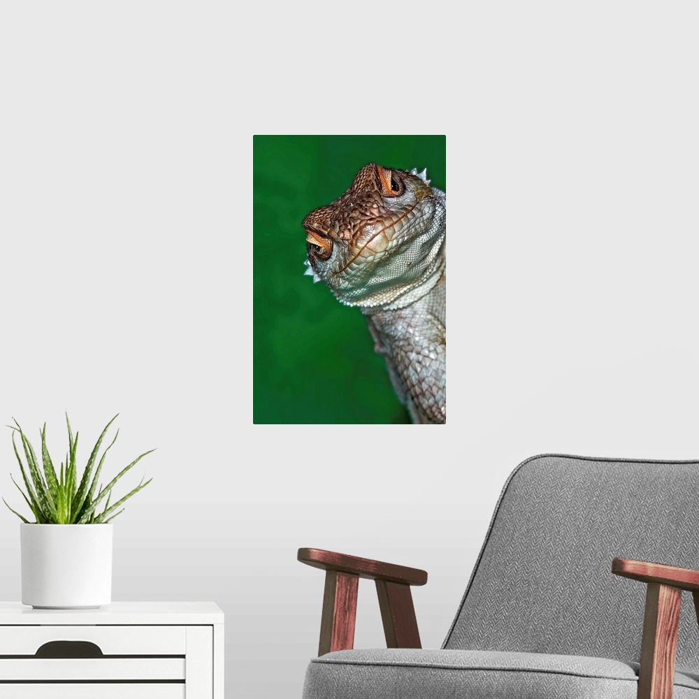 A modern room featuring Look reptile, lizard interested by camera.