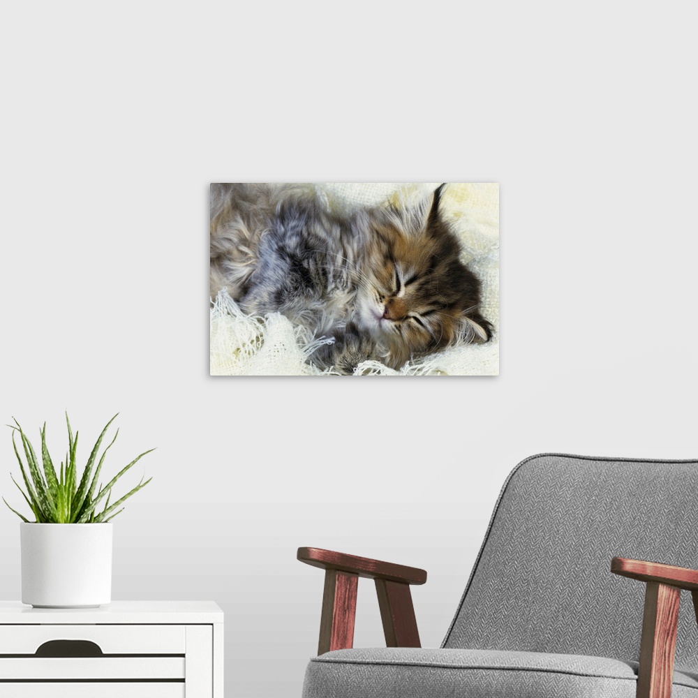 A modern room featuring Persian cat; is one of the oldest breeds of cat.