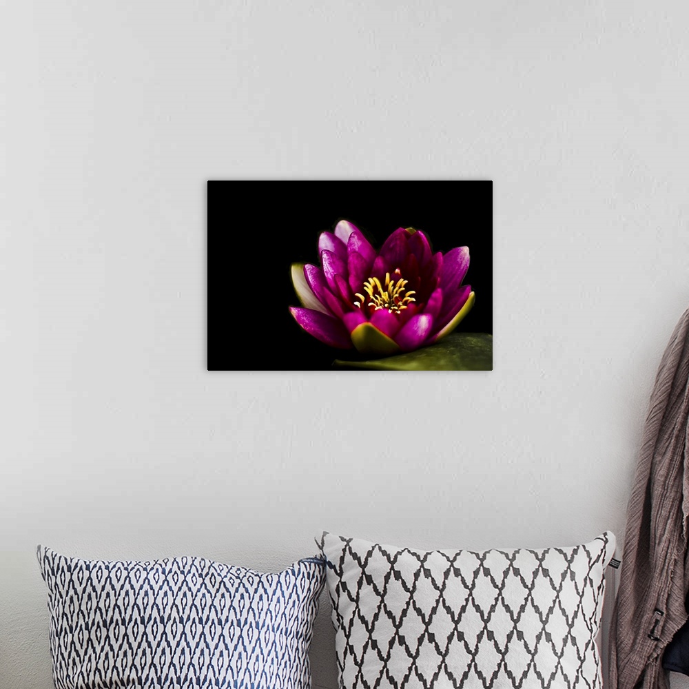 A bohemian room featuring Closeup capture of pink water lily on pond.