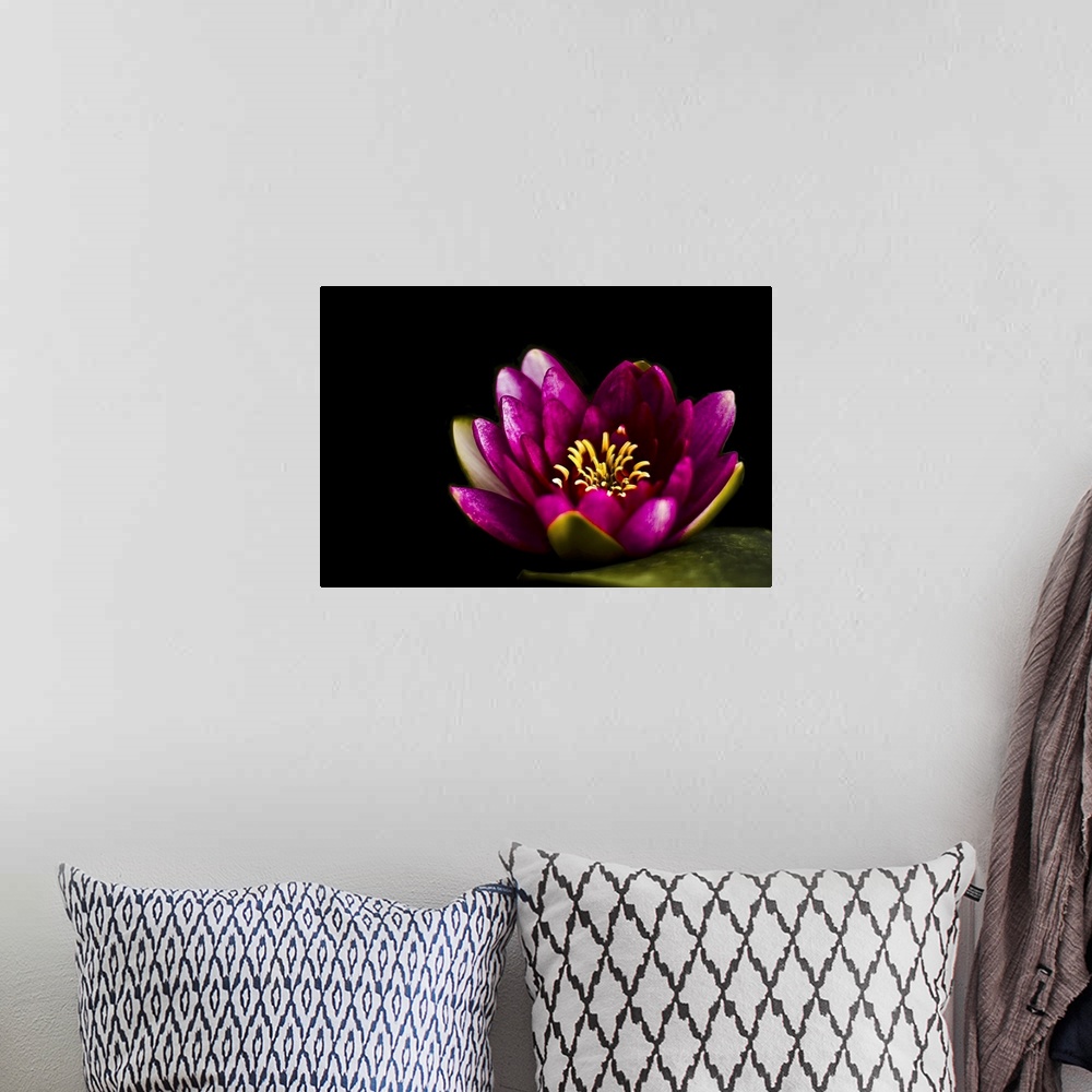 A bohemian room featuring Closeup capture of pink water lily on pond.