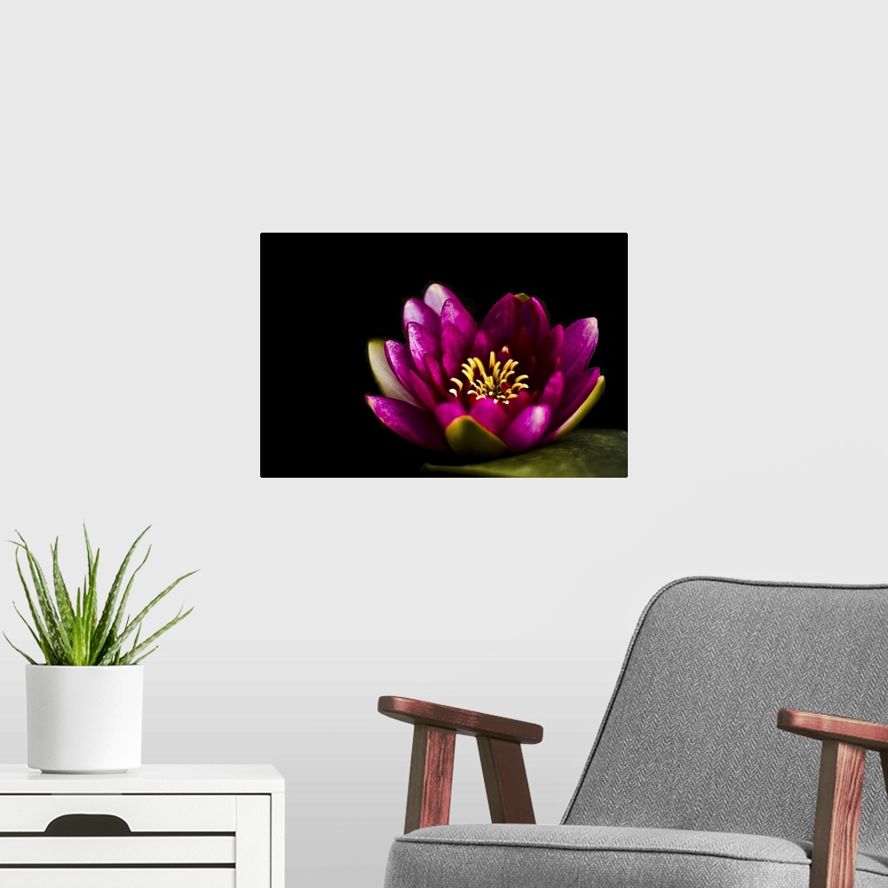 A modern room featuring Closeup capture of pink water lily on pond.